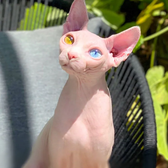 Here Are 68 Pics Of My Cats That Help Me During Tough Times