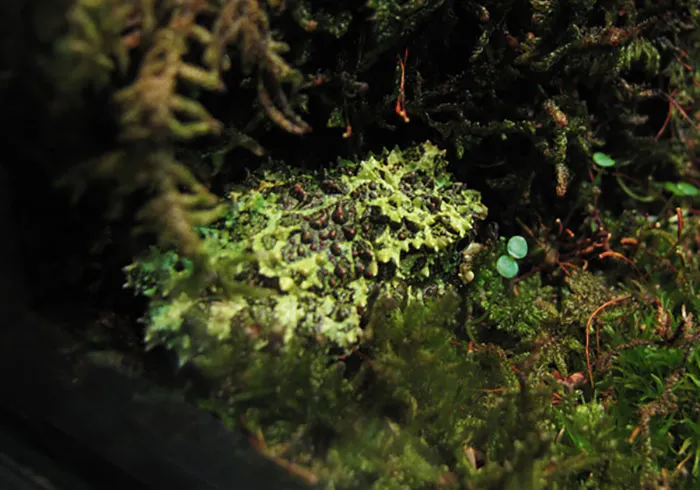Vietnamese Mossy Frog