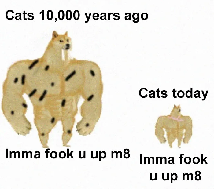 30 Of The Most Savage Yet Somewhat Accurate 'Then Vs. Now' Doge Memes