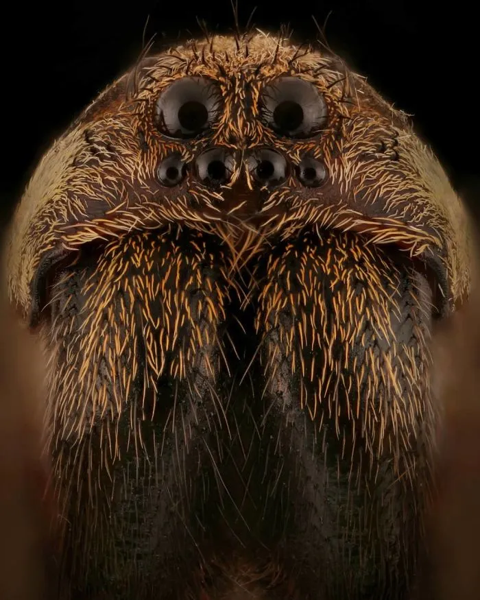 Wolf Spider