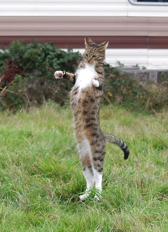The Stretchy Cat