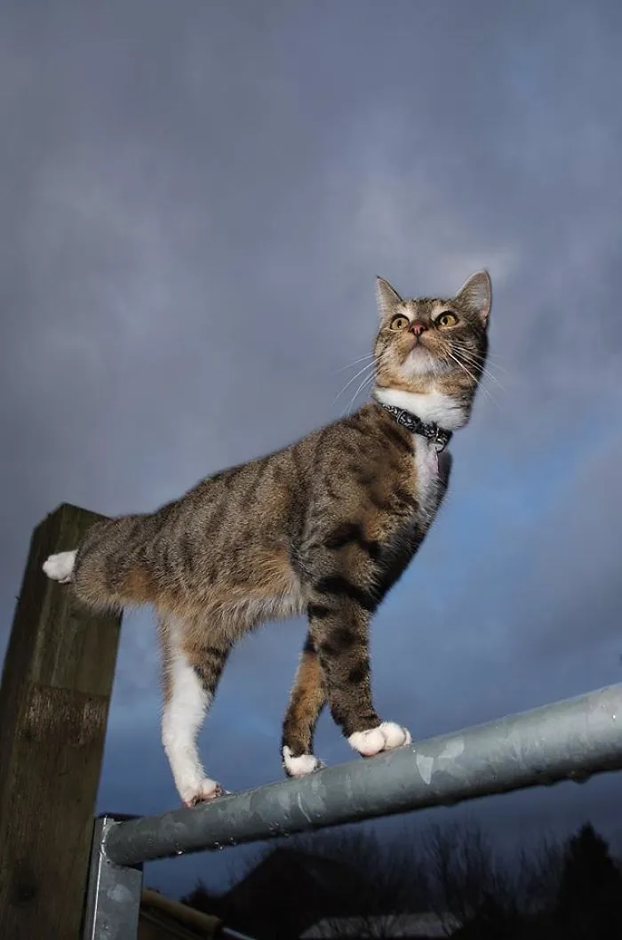 Balancing Cat