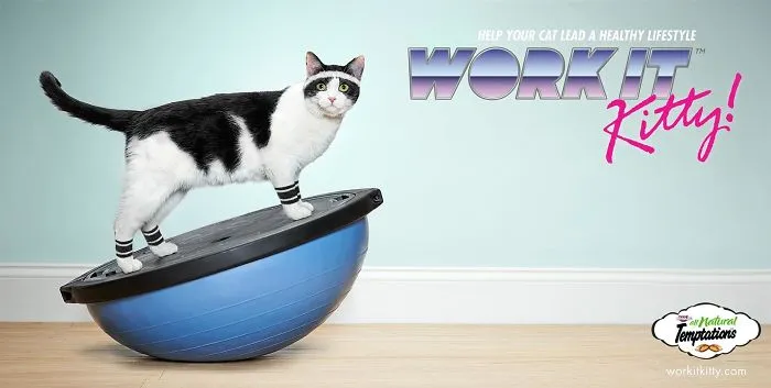 My 51 Favorite Print Ads That Use Cats In A Purrfect Way