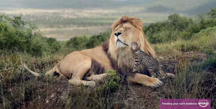 My 51 Favorite Print Ads That Use Cats In A Purrfect Way