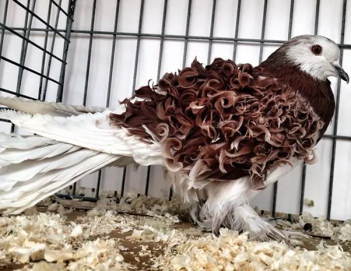 Pigeon With A Curly Perm