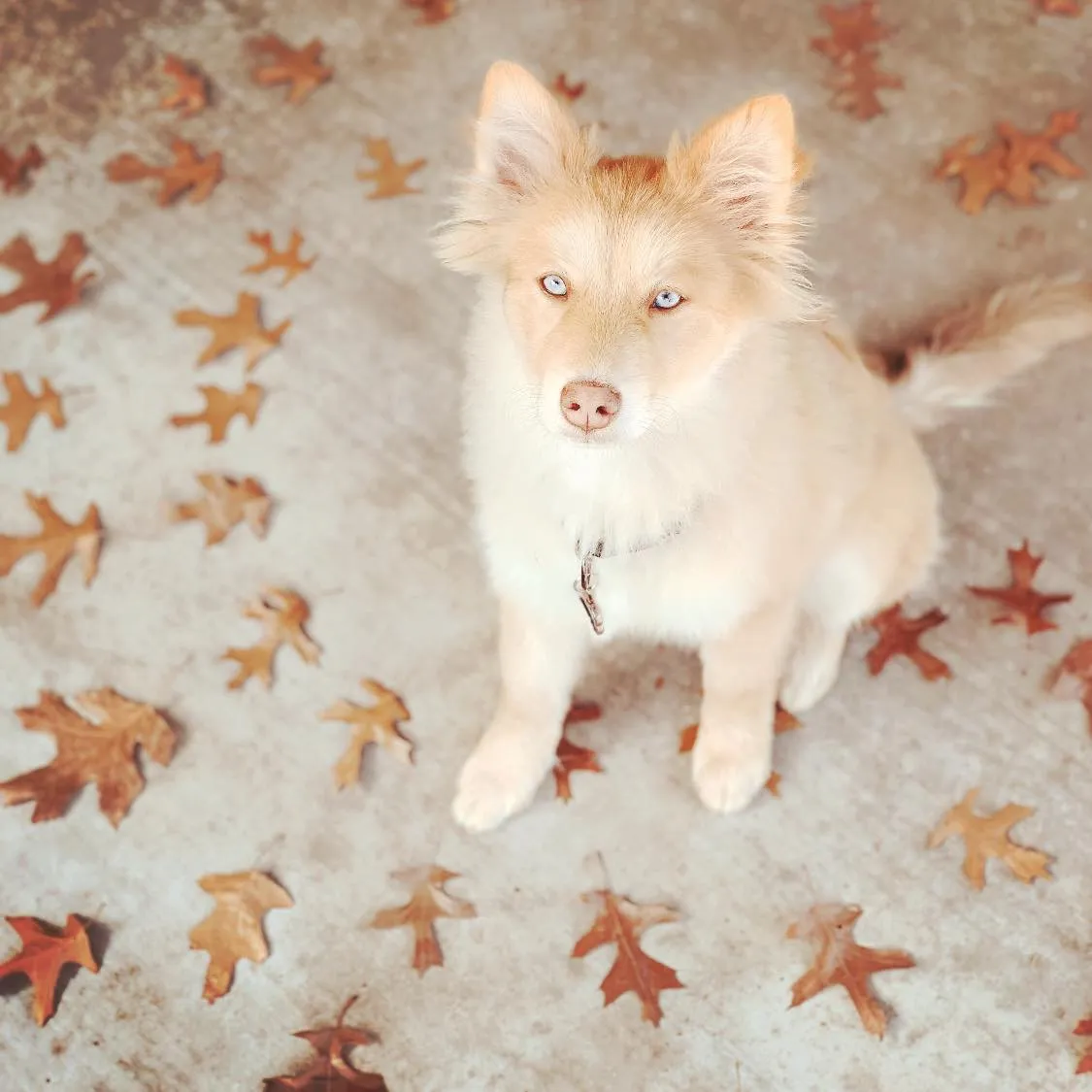 Magical Creature? Fox Dog!