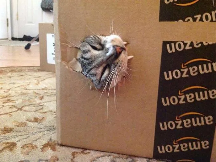 Vicious Attack