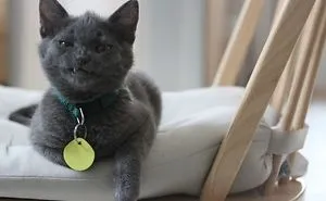 40 Times Cat Owners Got Fascinated By Their 'Teefies'