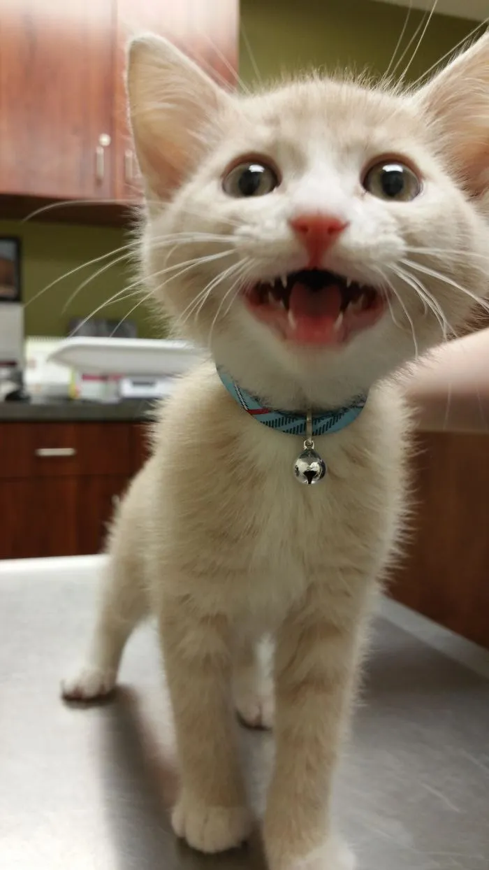 Someone Said You Guys Might Like Milo