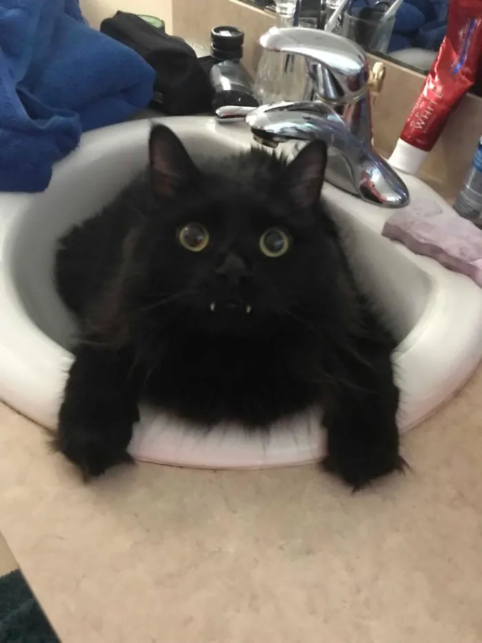 I Think My Sink Is Messed Up, I Turned It On And This Came Out