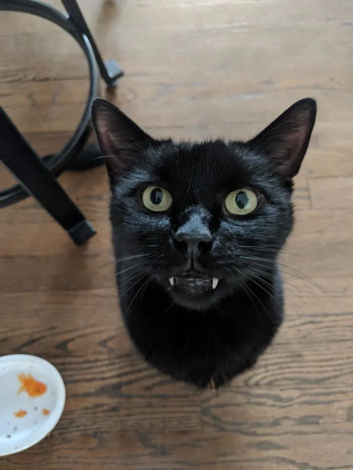 Mi vampirito