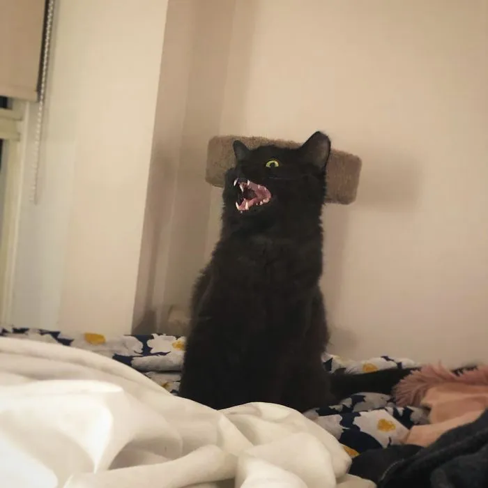 Está cantando