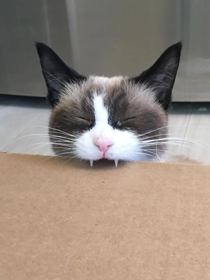 Dientes destructores de cajas