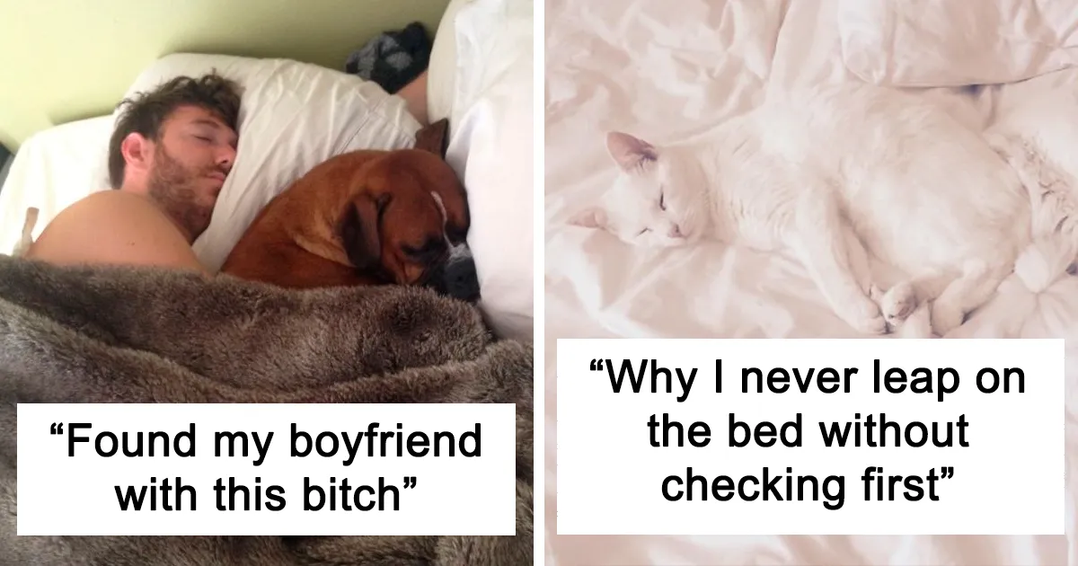 50 Times Sneaky Pets Occupied Their Owner's Spots In Beds