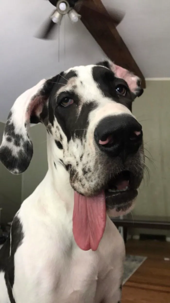 Nuestro Gran Derp