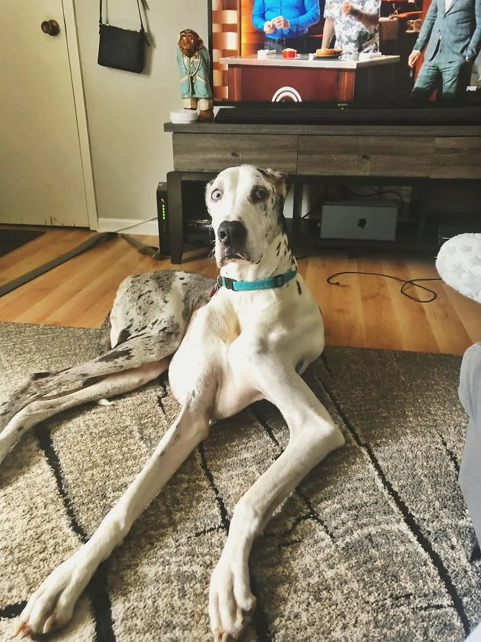 Luna When Our Son Started Getting Scolded