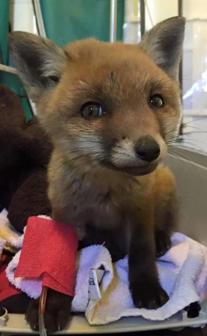 Zorrito traido al veterinario