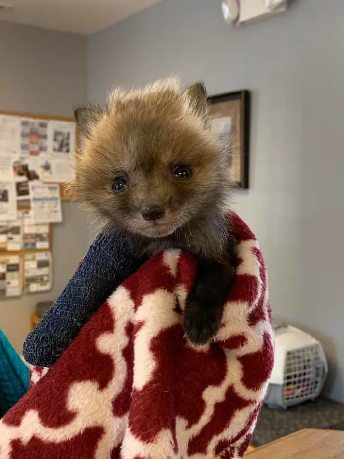 Se rompió una pata y está en el veterinario