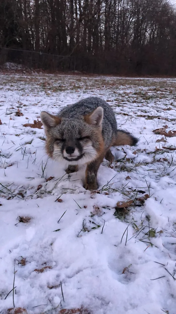 This Fox Came Up To My Brother And I While I Was Walking My Dog. Wasn’t Hostile At All