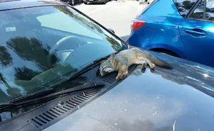 35 Fox Pics That Show What Wonderful Creatures They Are