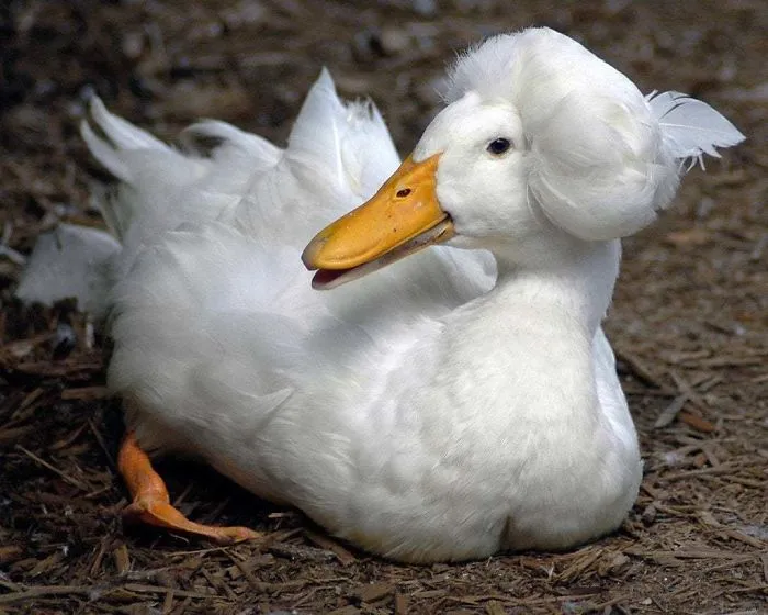 30 Ducks That Look Like 18th-Century Wig-Wearing Aristocrats