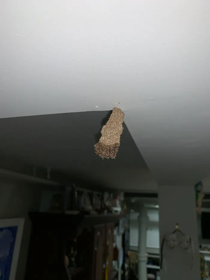 Growing From The Basement Ceiling At A Very Rapid Rate. It Is Also Leaving On The Table Below It, Grayish Particles. What Is This Thing?