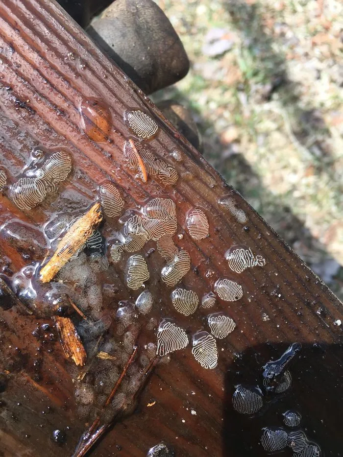 Found In The Wood In A Creek. It Was Under A Piece Of Wood. What Is This Thing?