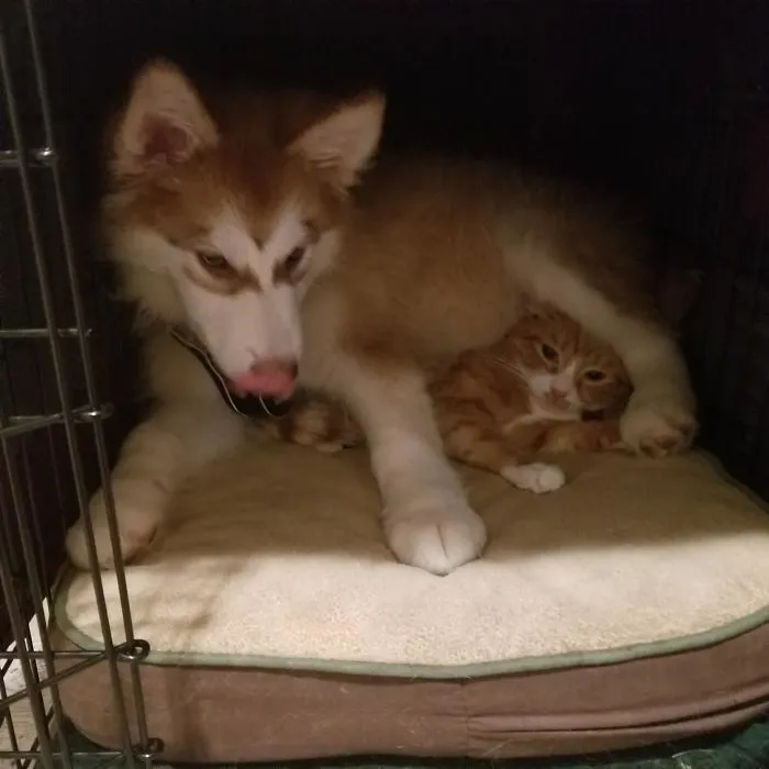 Cat Isn't Going To Change The Dog's Sleeping Position
