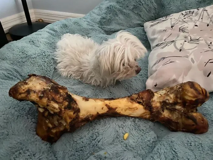 Be Sure To Always Check The Size When Ordering Treats