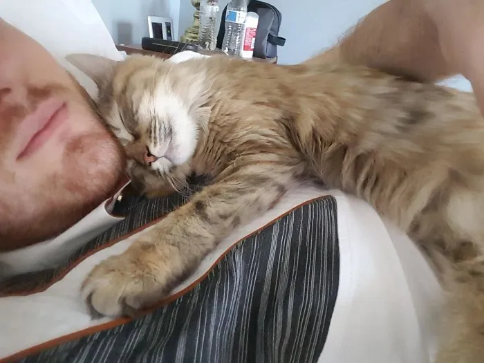 My Cat Learned That The Alarm Sound Means I Wake Up, And She Snuggles On My Chest Right After. I've Been Setting My Alarm 30 Minutes Early Every Day To Give Her More Happy Time