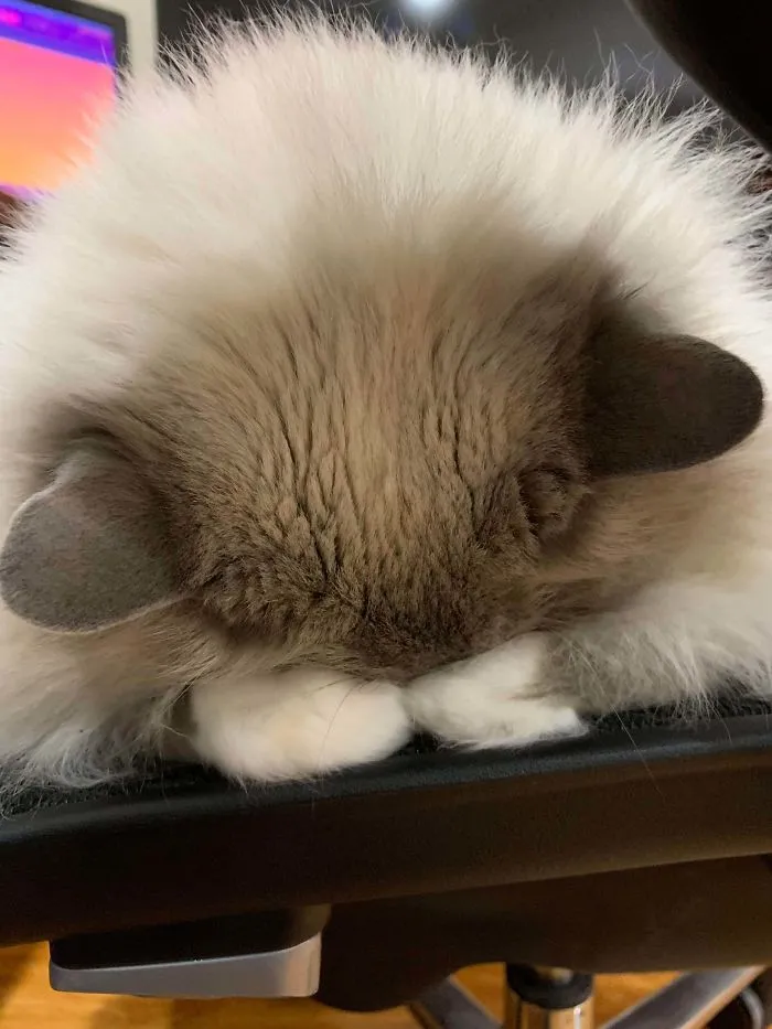 Se duerme así