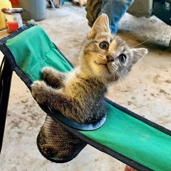 Silla con espacio para gatito