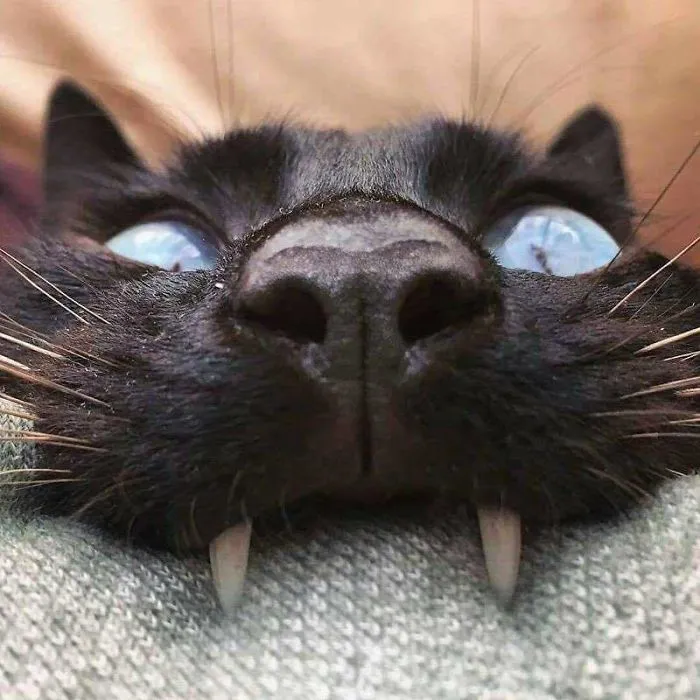 How You Milk The Venom From A Cat's Teeth