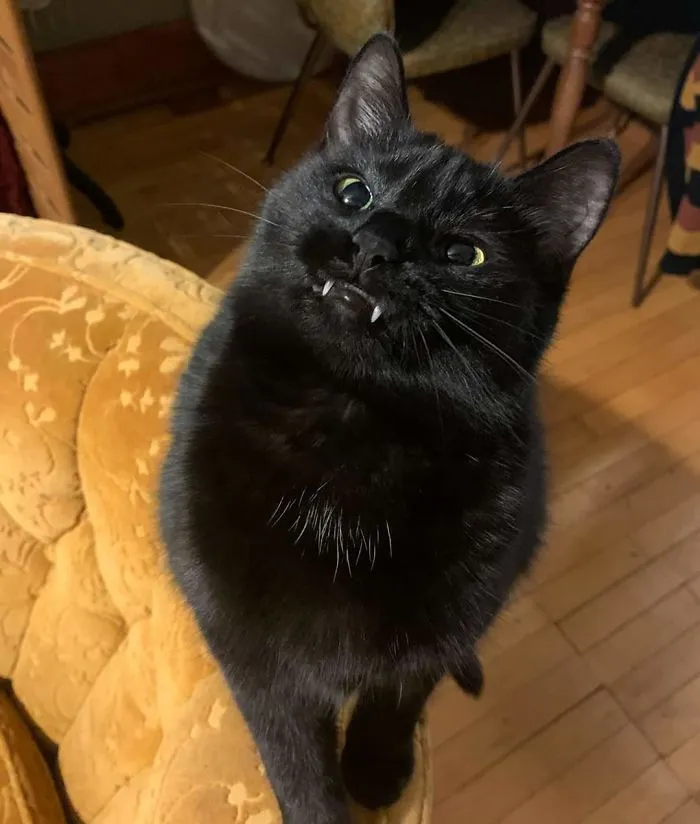 Anger Teefs