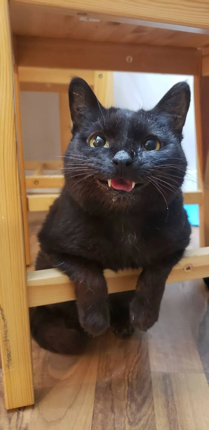 She's Very Proud Of Her Remaining Two Teeth