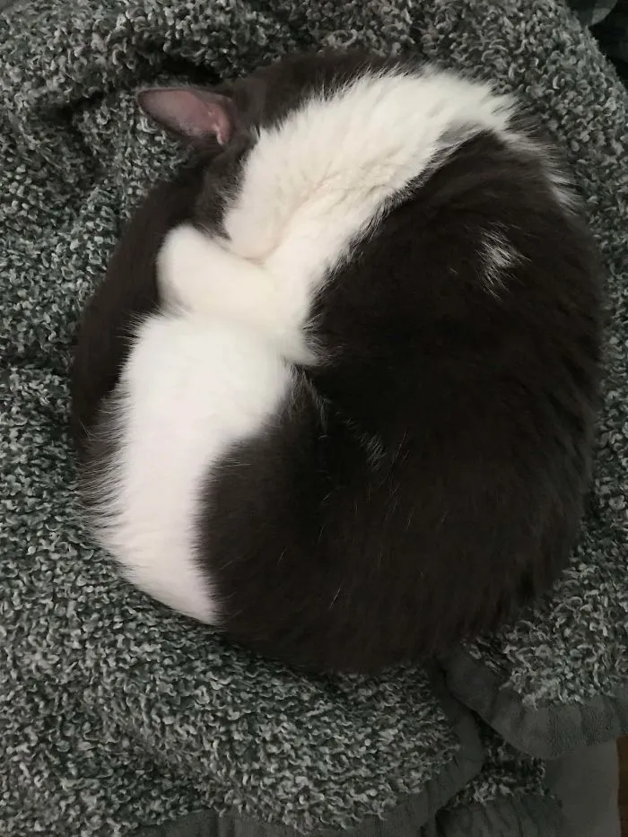Los colores de mi gato cuando se acurruca para dormir