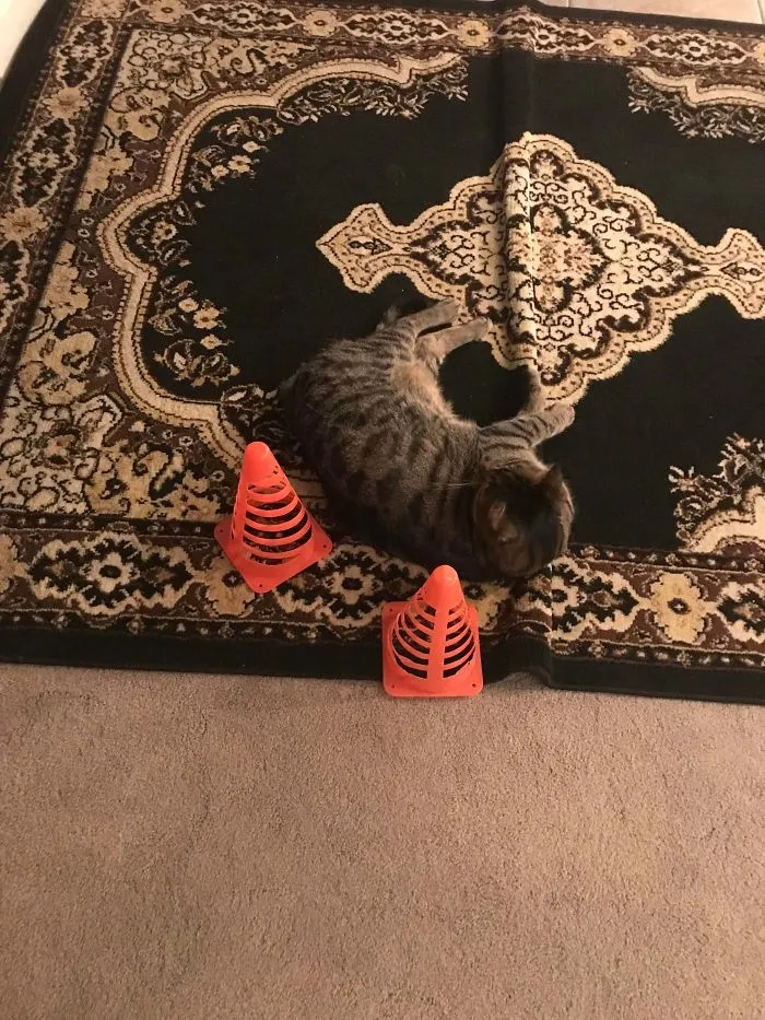 Para que nadie pise al gato