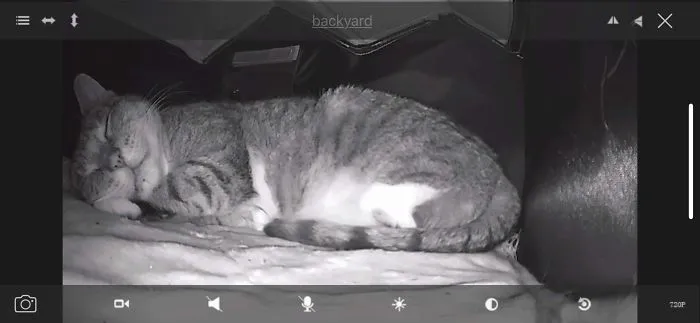 Dad: We Are Not Feeding That Feral Cat. Also Dad: I Set Up A Heated Cat House In The Backward And Put A Camera So We Can Make Sure She’s Home Safe Every Night