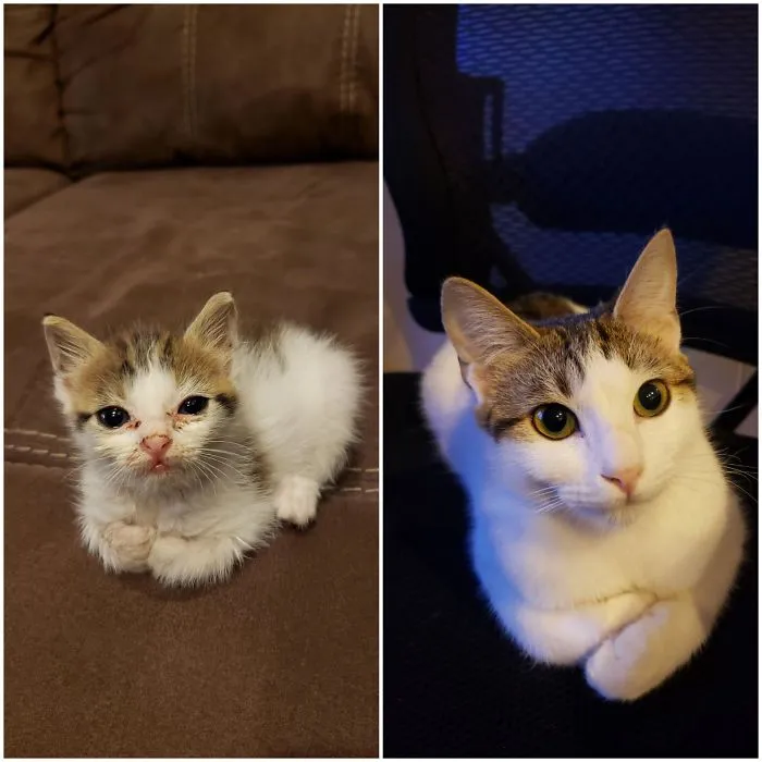 Hey Everyone! Back In July I Posted Our Sweet Little Rescue, Kyra. Everyone Asked To See Her Progress, Here She Is In All Of Her Glory!