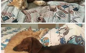 50 Wholesome Cat Posts To Make You Feel Warm Inside