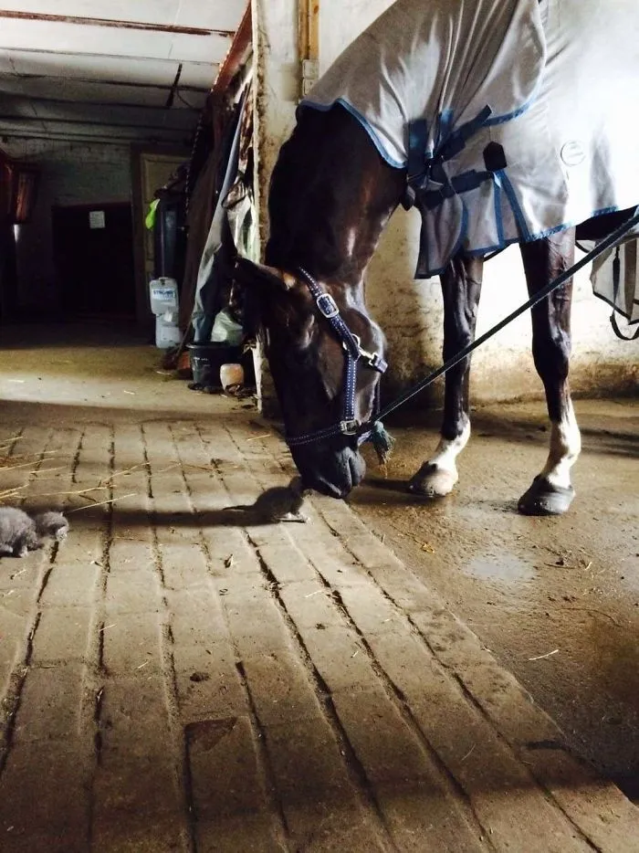 Este caballo ha hecho un amigo
