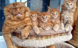 50 Wholesome Cat Posts To Make You Feel Warm Inside