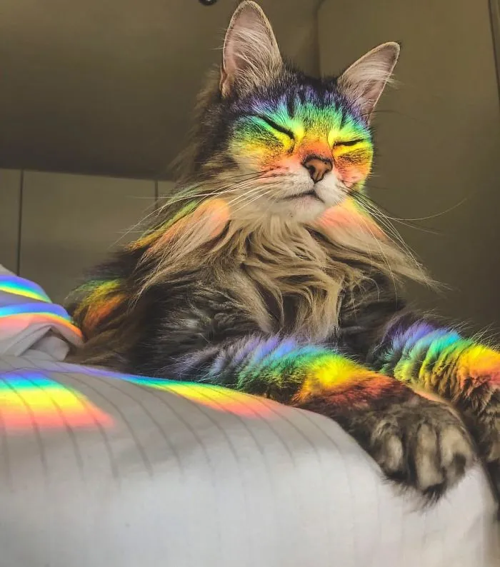 Luz refractada sobre este gatito