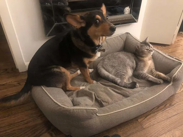 Our Jerk Cat Stole Our Dog's Bed. Fear And Confusion Ensued