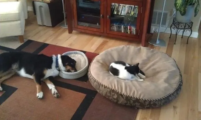 Added To The List Of 'Weird Dog Sleeping Positions'