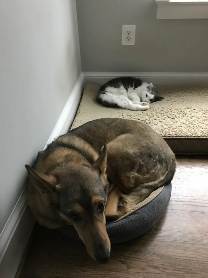 El gato es el alfa de la casa