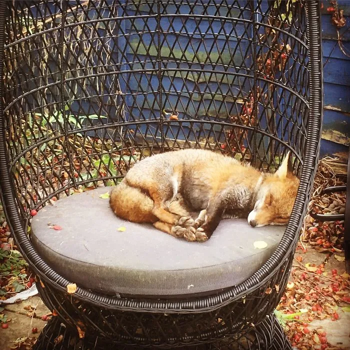 Echándose la siesta en mi jardín