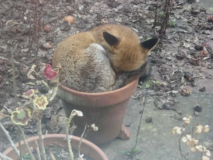 Siesta en la maceta