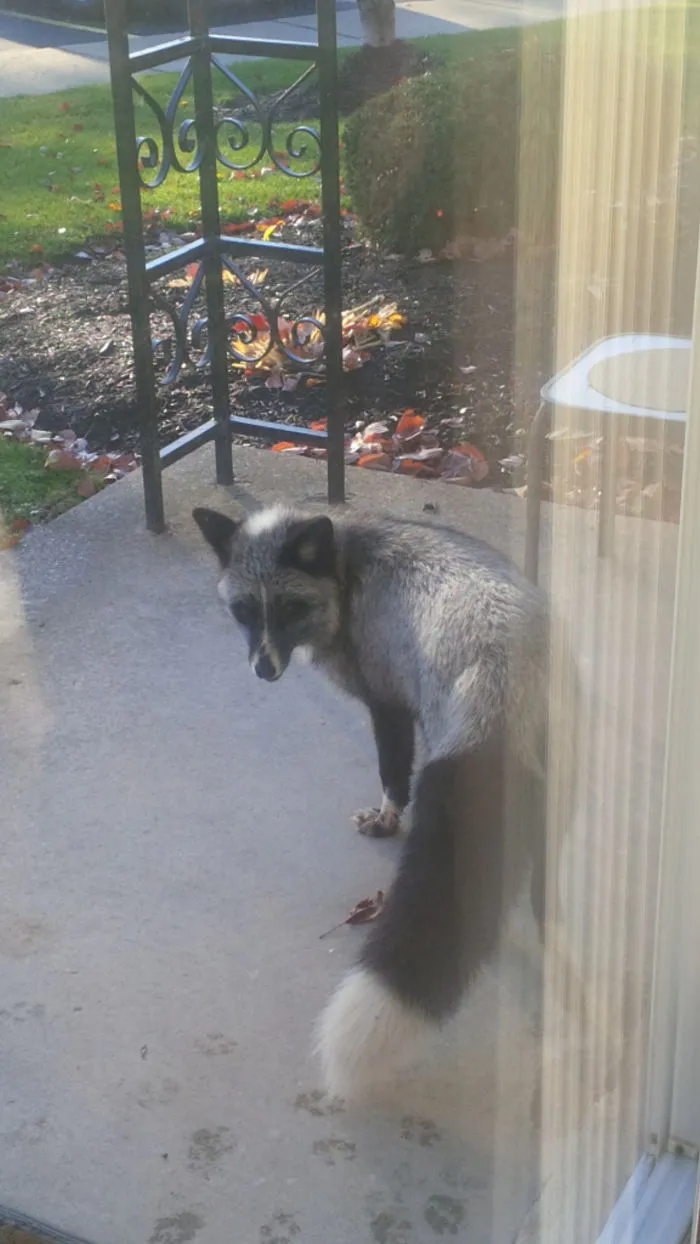 Curioso zorro plateado en mi casa