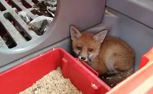 35 Fox Pics That Show What Wonderful Creatures They Are